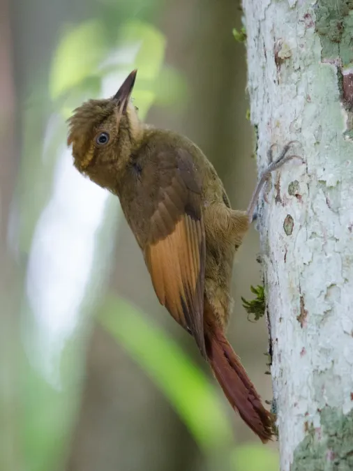 File:Dendrocincla anabatina 63244362.jpg