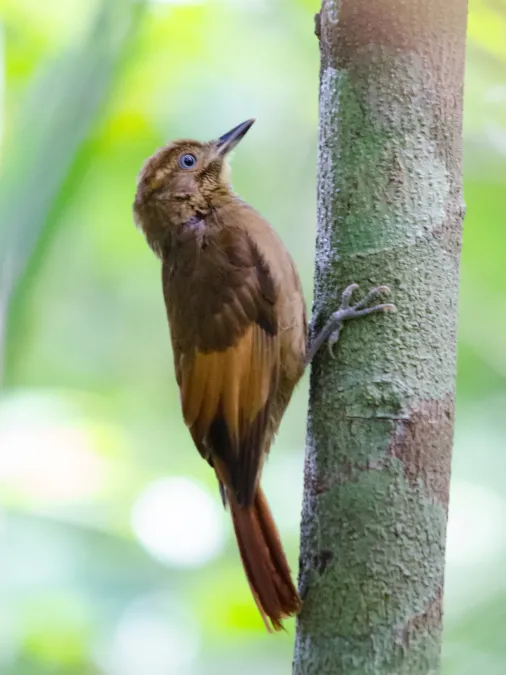 File:Dendrocincla anabatina 63244328.jpg