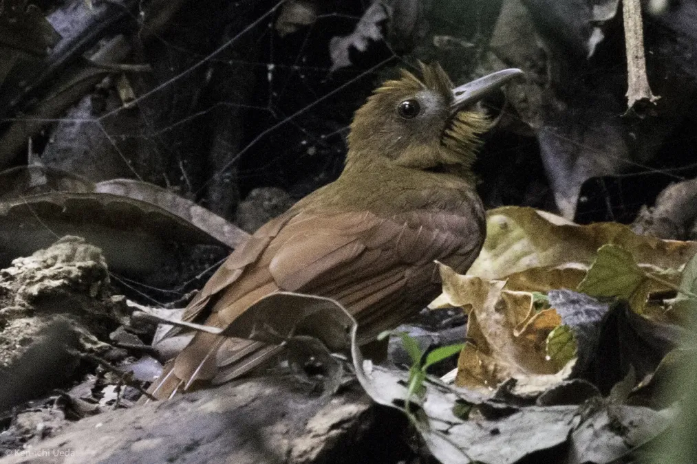 File:Dendrocincla homochroa 25393100.jpg