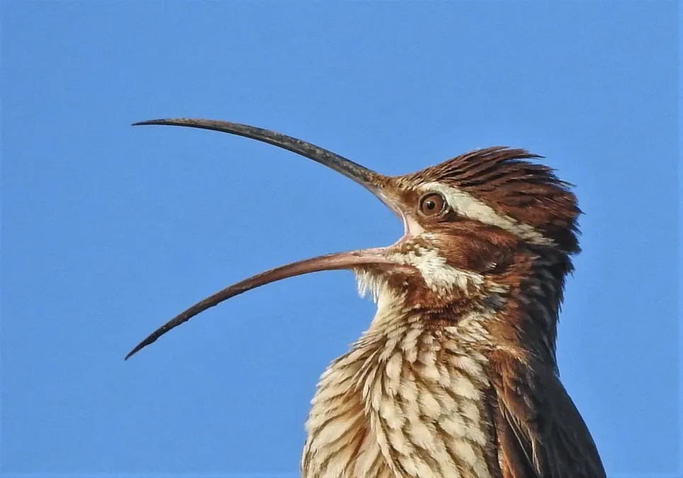 File:Drymornis bridgesii 196507567.jpg