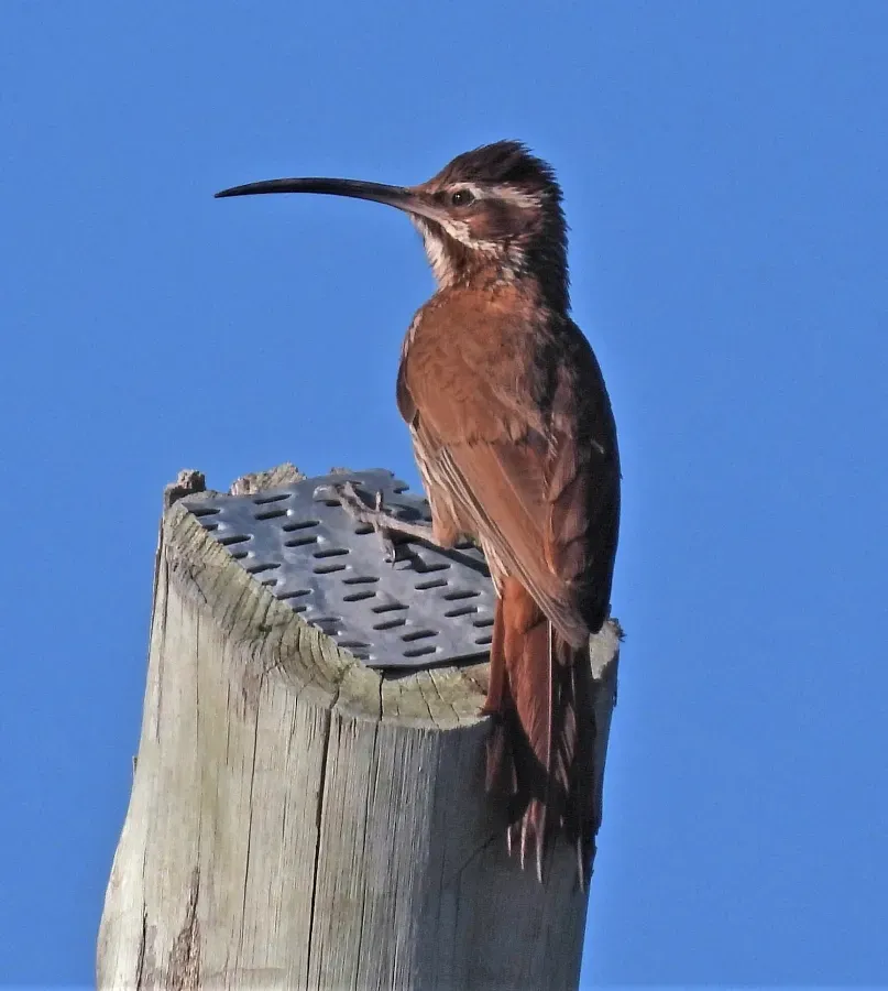 File:Drymornis bridgesii 247414333.jpg