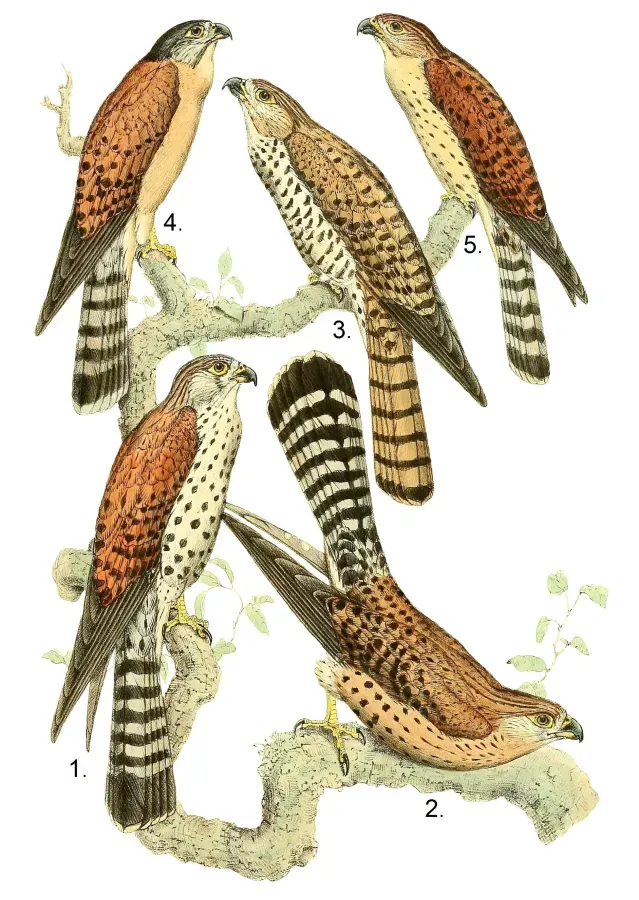 File:Falco newtoni, punctatus & araea.jpg