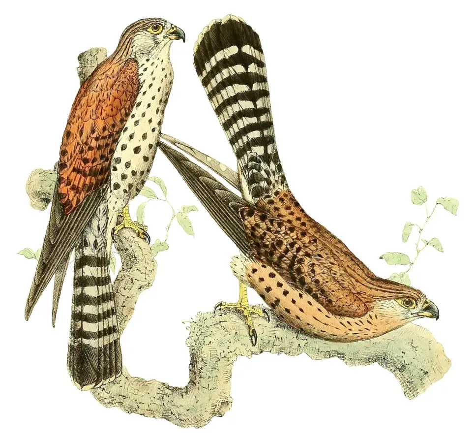 File:Falco newtoni 1868.jpg