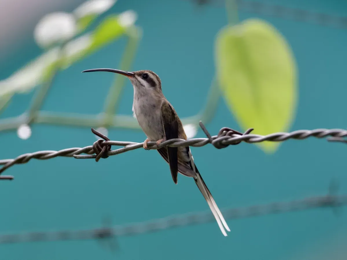 File:Phaethornis augusti 345618420.jpg