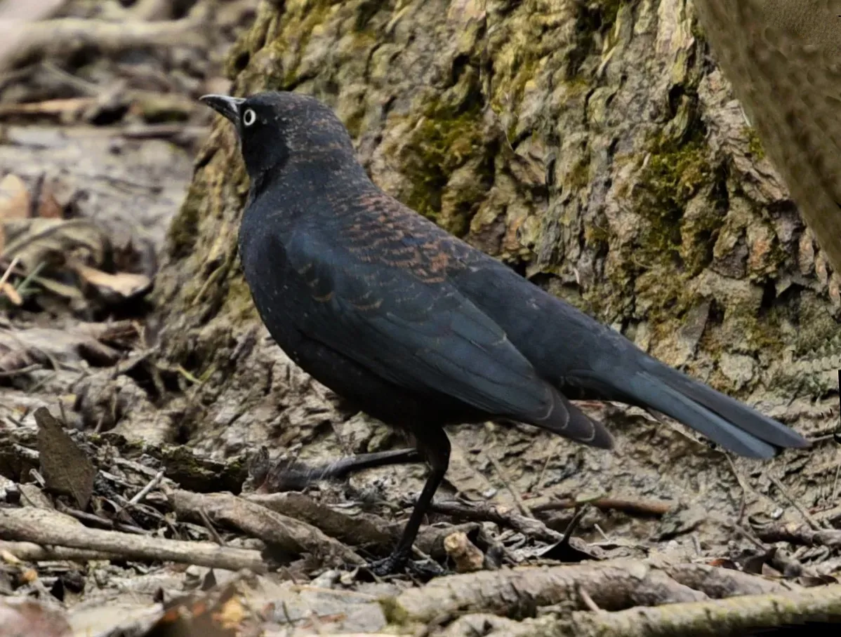 File:Euphagus carolinus Rogers Reservoire Ont.jpg