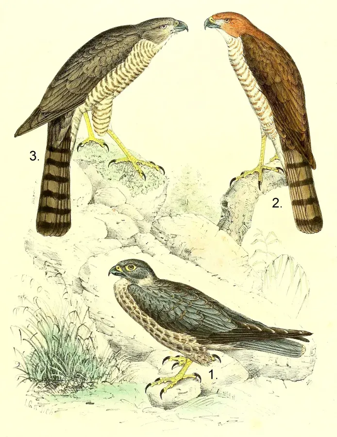File:Falco concolor & Accipiter francesii 1868.jpg
