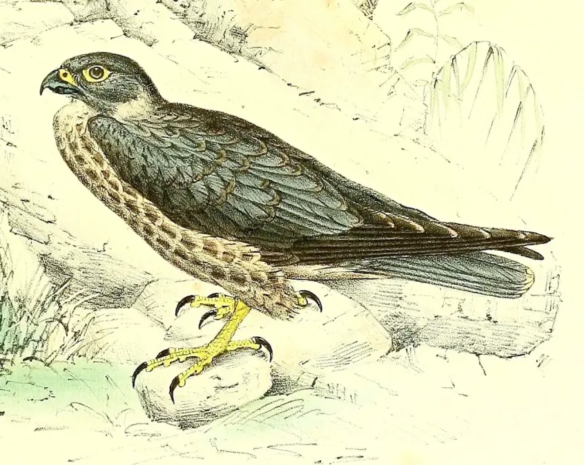 File:Falco concolor 1868.jpg