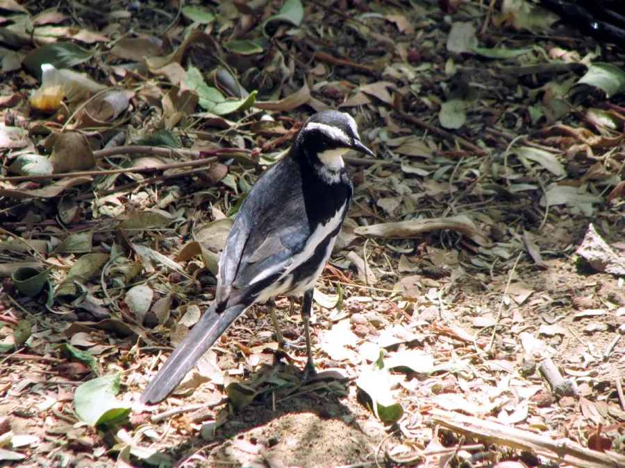 File:African Pied Wagtail (Motacilla aguimp aguimp), Richtersveld NP, Northern Cape, South Africa 2.jpg