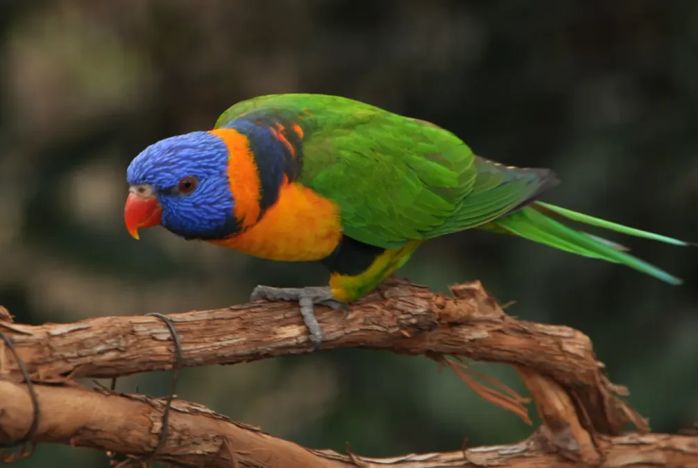 File:Trichoglossus rubritorquis -Cincinnati Zoo, Ohio, USA-8a (1).jpg