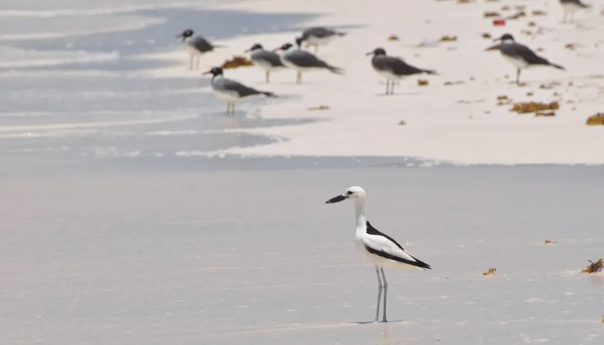 File:Drome ardéole (Dromas ardeola) ou Pluvier crabier sur la plage de l'île Moucha, Djibouti.jpg