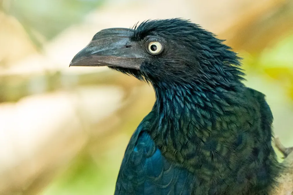 File:Crotophaga major 268610911.jpg