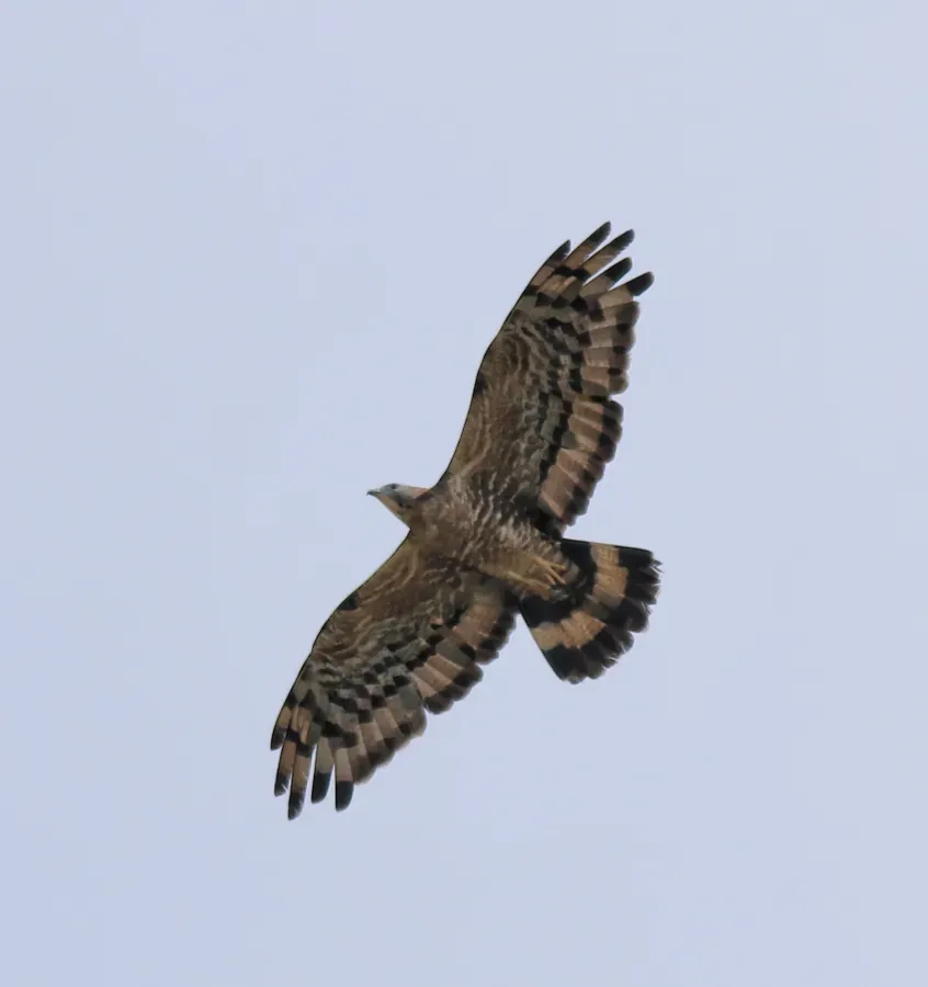File:Crested honey buzzard (Pernis ptilorhynchus) 2.jpg