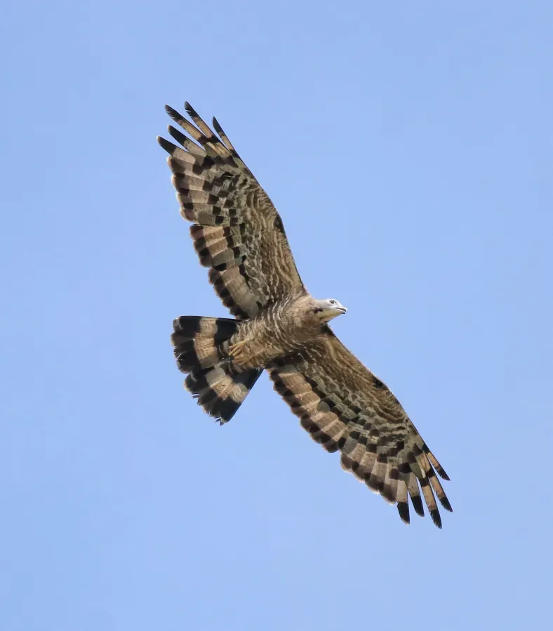File:Crested honey buzzard (Pernis ptilorhynchus) 7.jpg