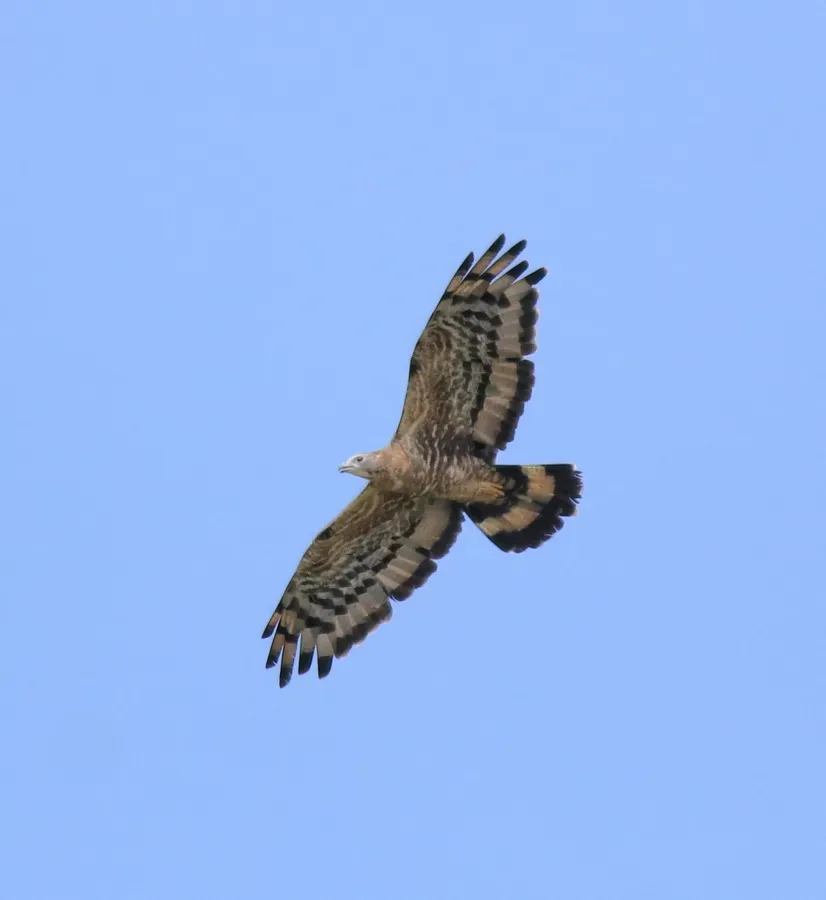 File:Crested honey buzzard (Pernis ptilorhynchus) 12.jpg