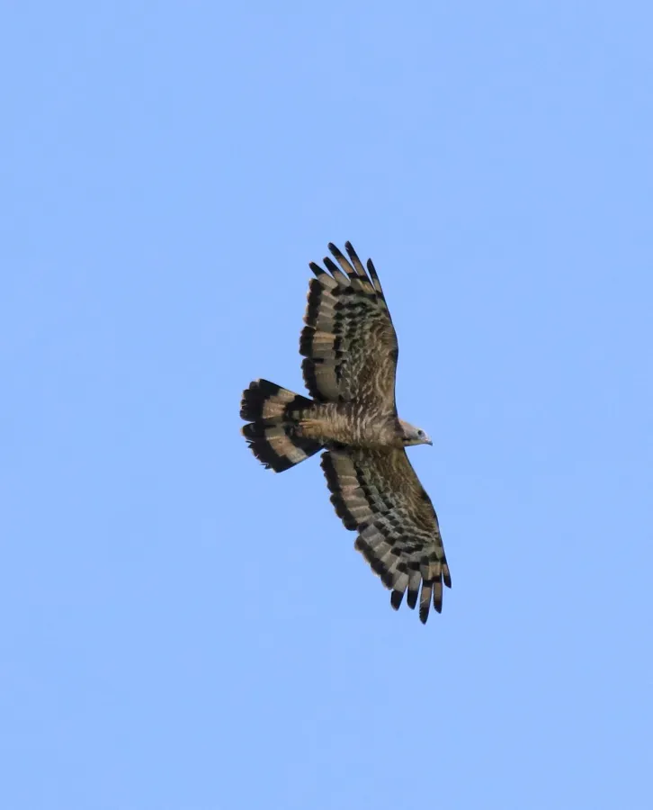 File:Crested honey buzzard (Pernis ptilorhynchus) 15.jpg