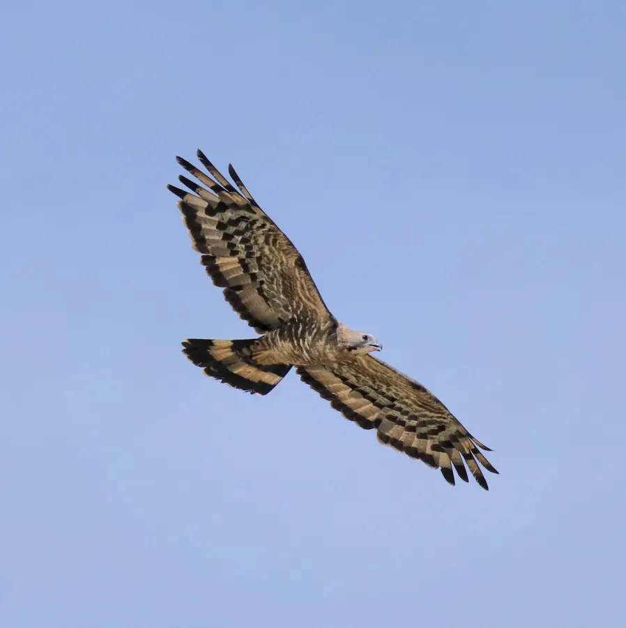 File:Crested honey buzzard (Pernis ptilorhynchus) 16.jpg