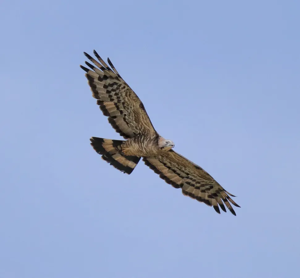 File:Crested honey buzzard (Pernis ptilorhynchus) 17.jpg