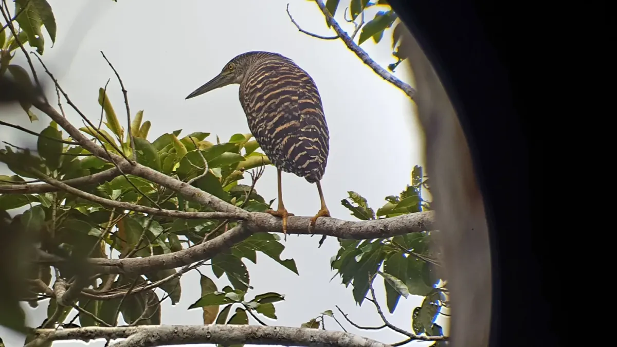 File:Zonerodius heliosylus 49724965.jpg