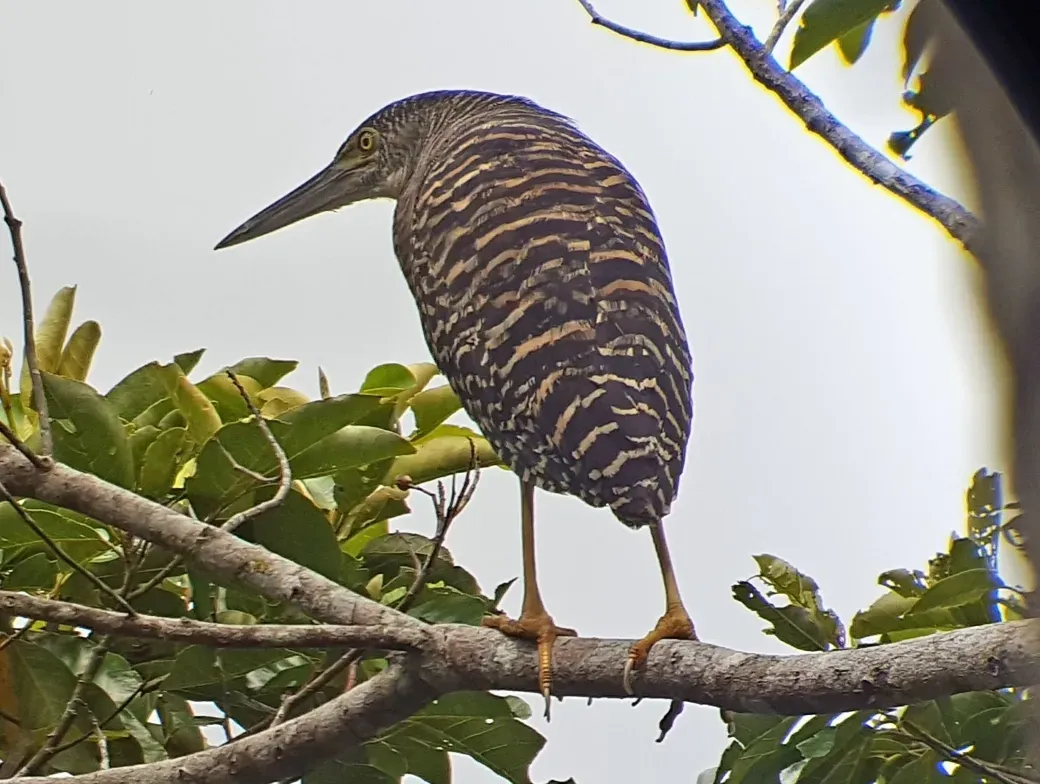 File:Zonerodius heliosylus 49724965 (cropped).jpg
