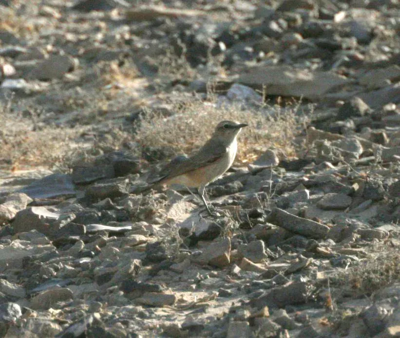 File:Red-tailed Wheatear (Oenanthe chrysopygia).JPG
