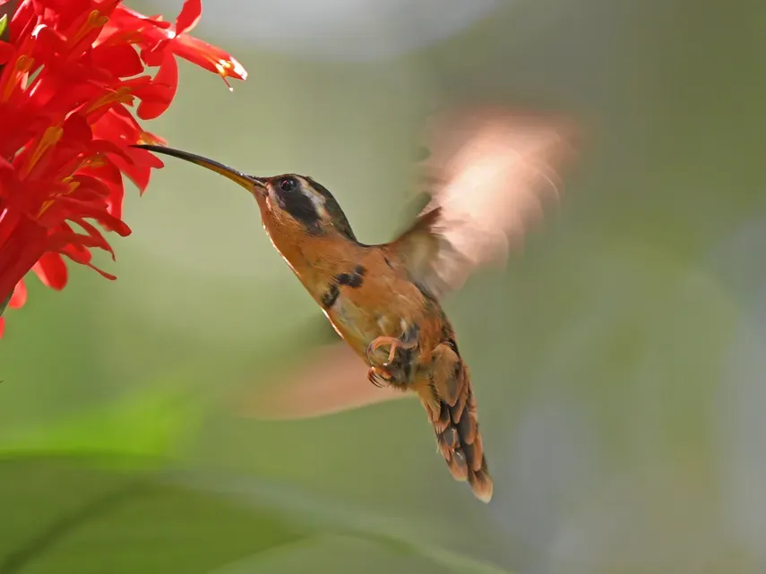 File:Phaethornis stuarti White-browed Hermit; Paucartambo, Peru.jpg