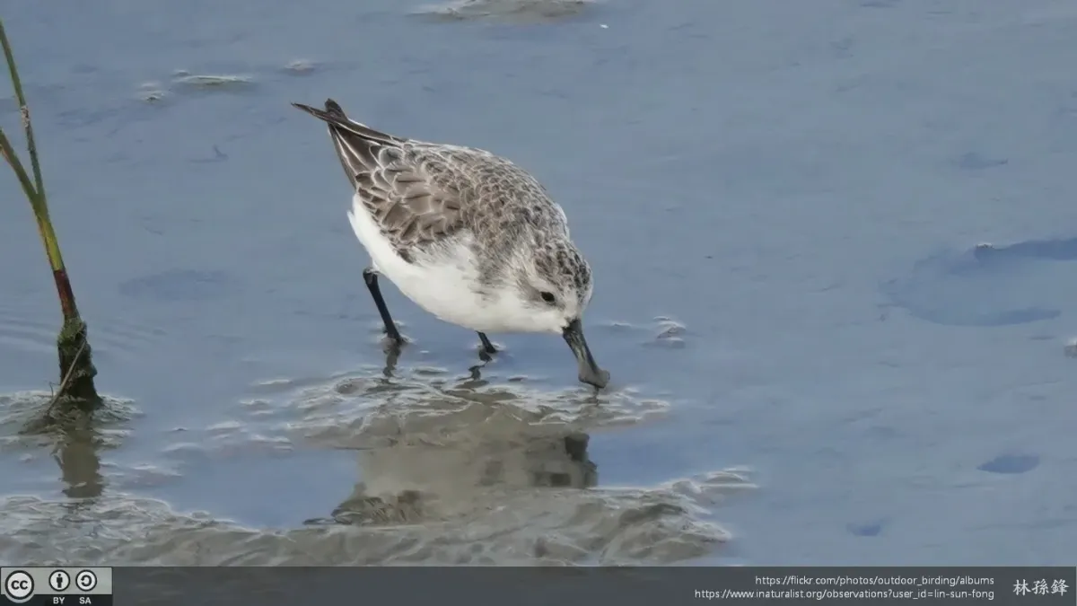 File:Calidris pygmaea 344064423.jpg