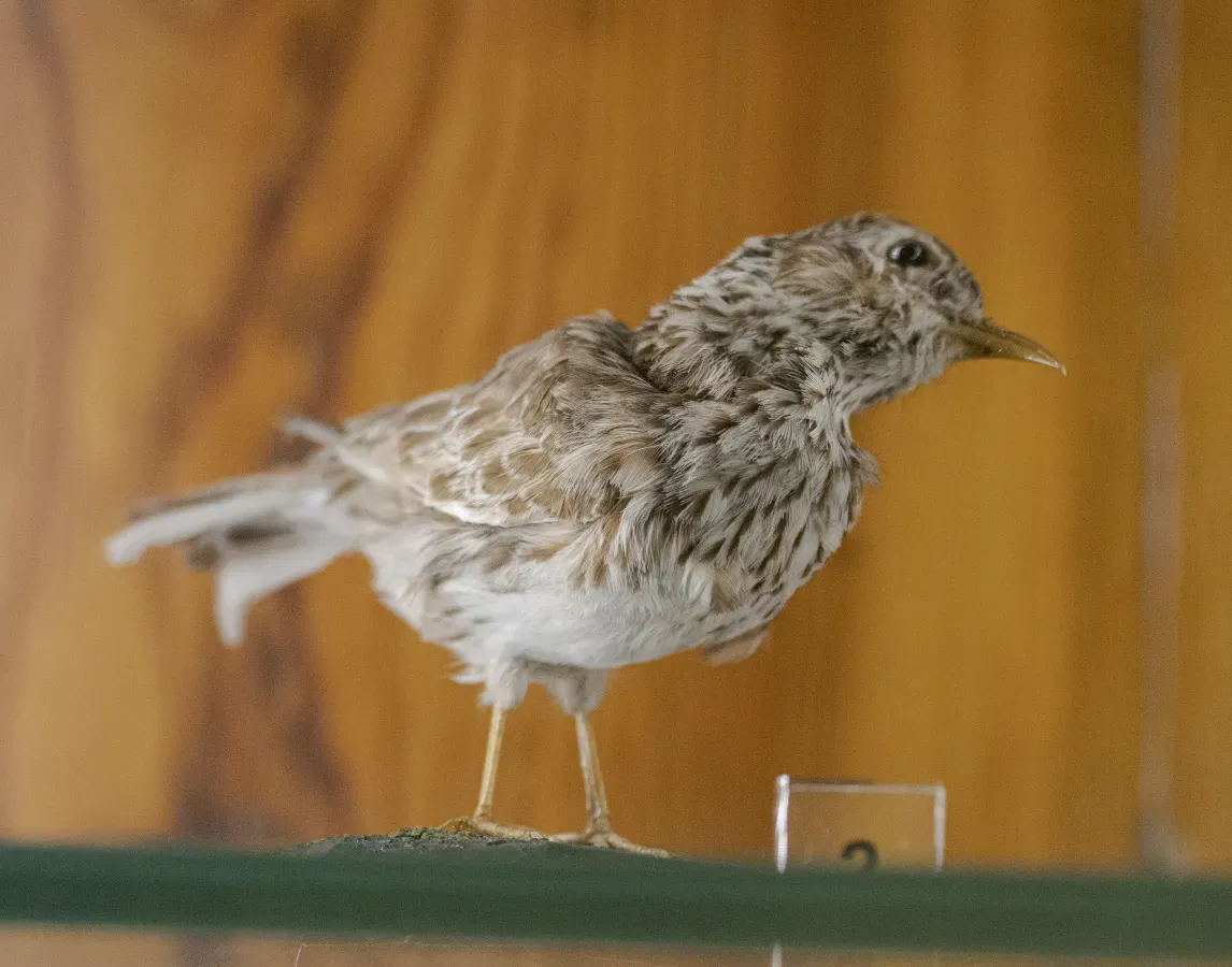 File:Chersophilus duponti MCNunizar.jpg