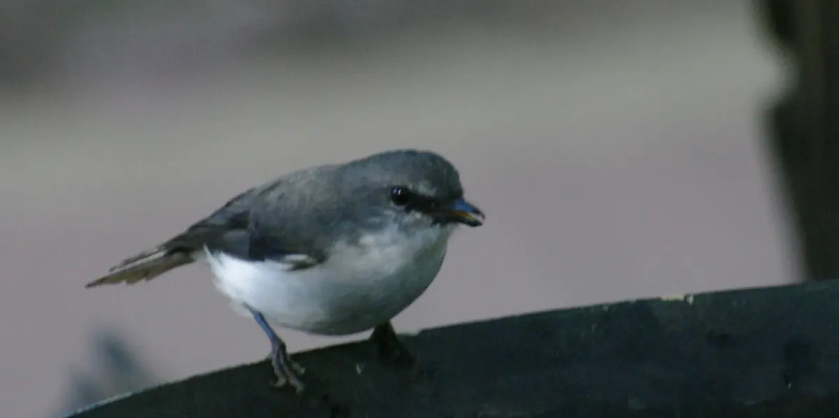 File:Eopsaltria georgiana gnangarra 03.jpg
