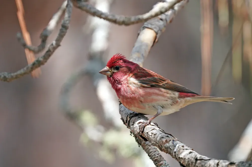 File:Purpurgimpel (Haemorhous purpureus), männlich im St. Louis County (Minnesota).jpg