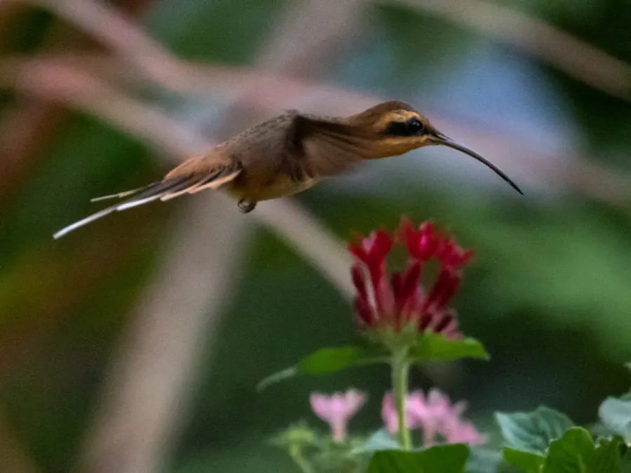 File:Phaethornis nattereri maranhoensis Maranhao Hermit; Caxias, Maranhão, Brazil.jpg