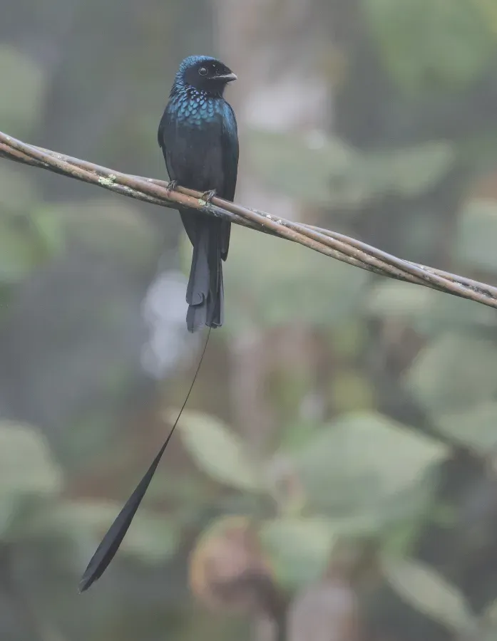 File:Lesser Racket-tailed Drongo - Dicrurus remifer (49476133562).jpg