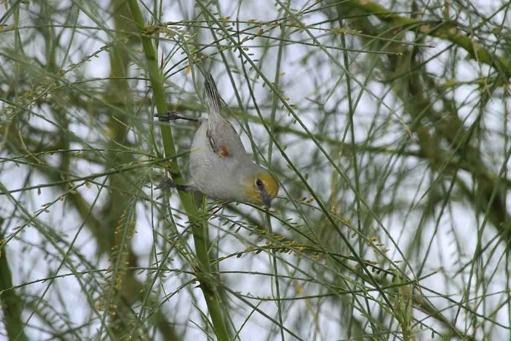 File:Verdin - Auriparus flaviceps.jpg