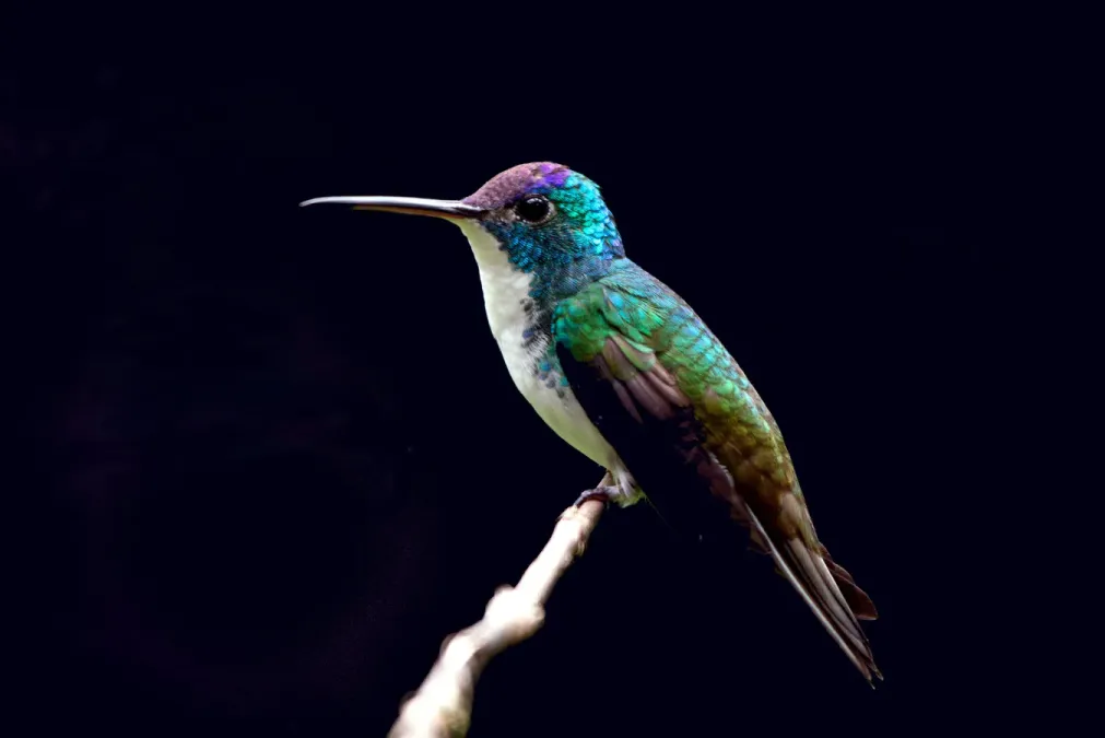 File:Andenamazilie (Uranomitra franciae) im Parque Nacional Natural Tatamá.jpg