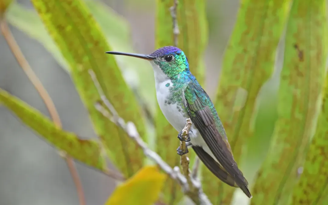 File:Uranomitra franciae 237396475.jpg