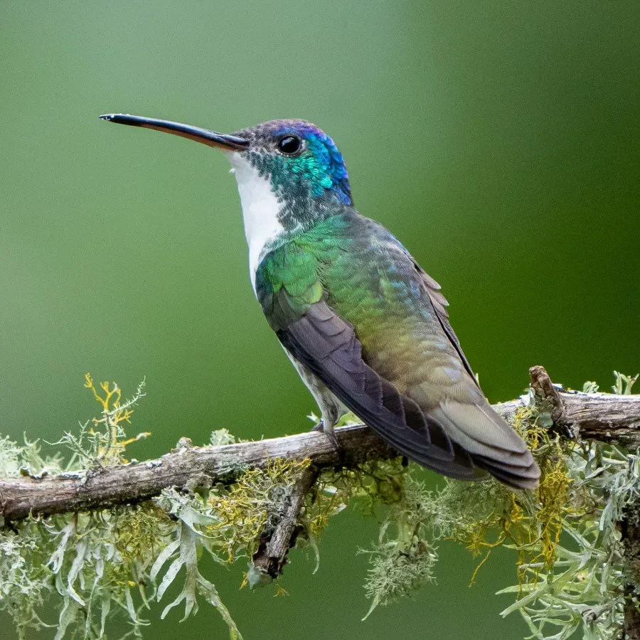 File:Uranomitra franciae 351426616.jpg