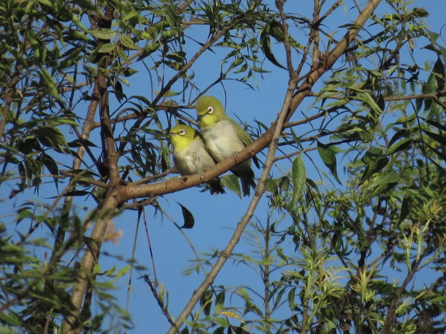 File:Zosterops simplex ssp. simplex.jpg