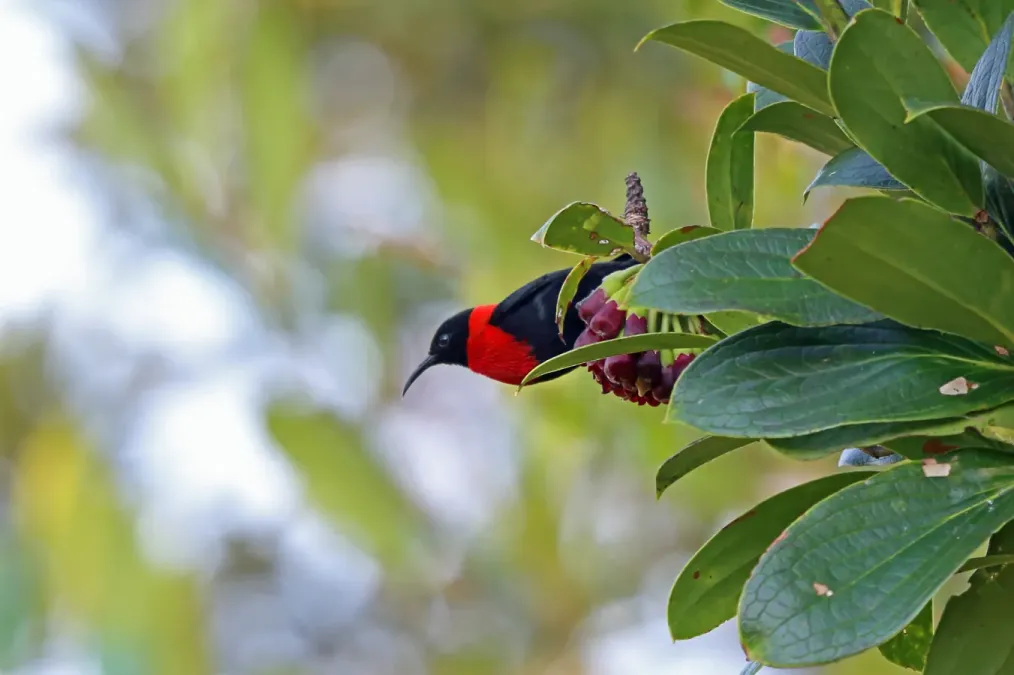File:Myzomela rosenbergii 3119380.jpg