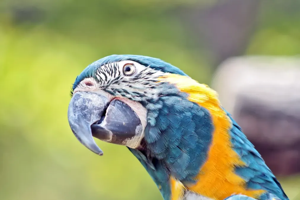 File:Ara Glaucogularis head Ft.Worth Zoo.JPG