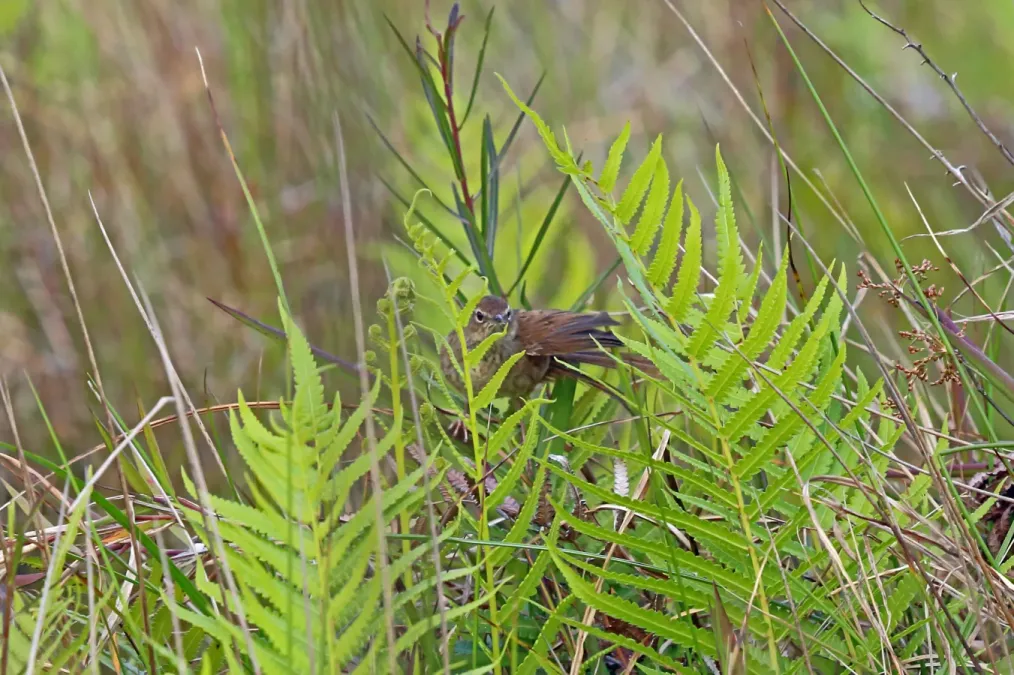 File:Bradypterus seebohmi in Madagascar 3882355.jpg