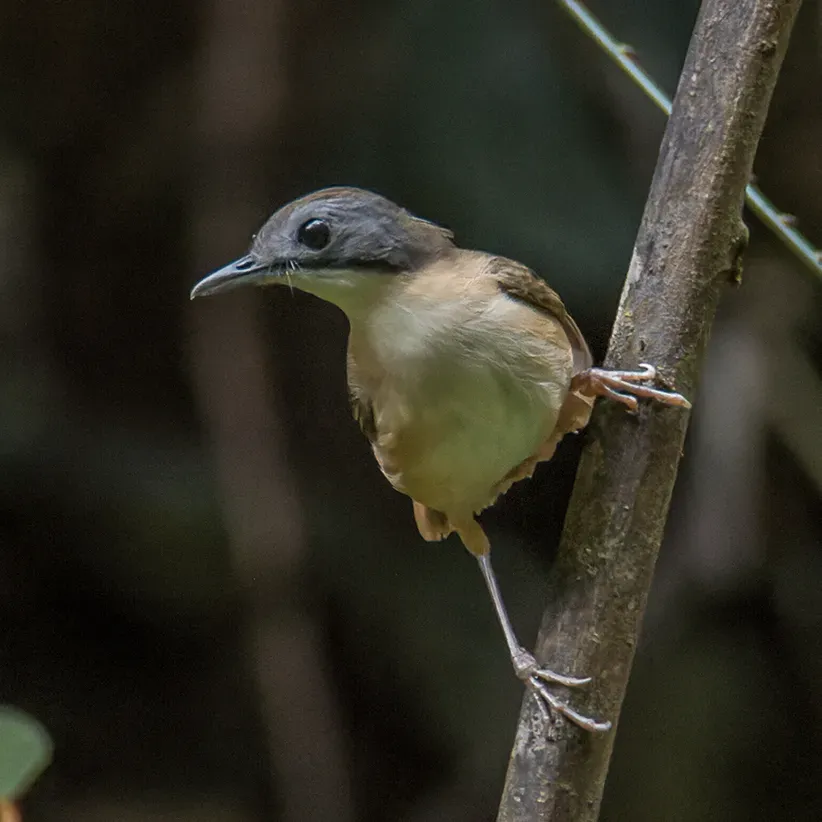 File:Pellorneum malaccense malaccense 190847826 (cropped).jpg