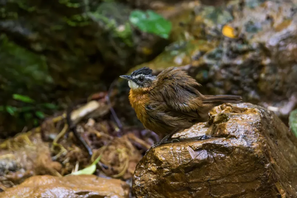 File:Pellorneum nigrocapitatum nigrocapitatum 232080931.jpg