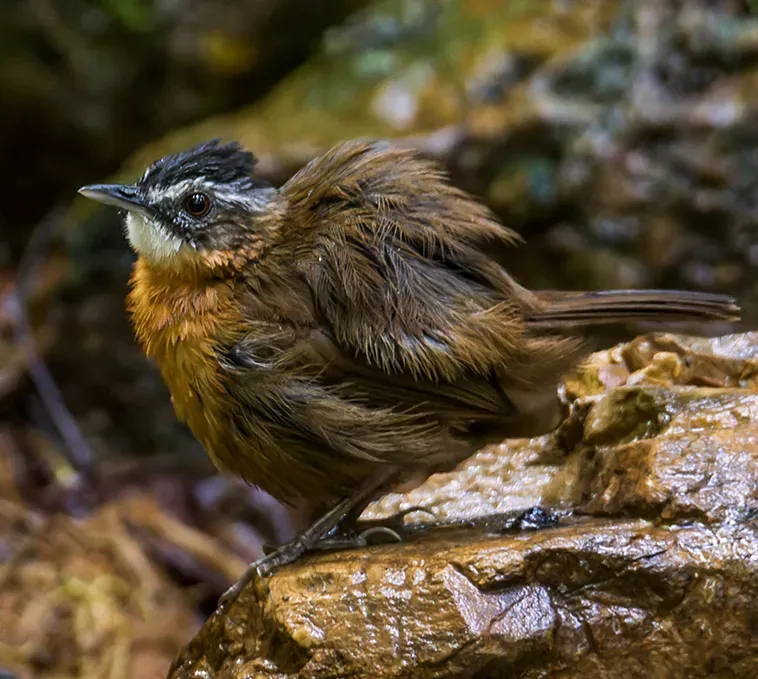 File:Pellorneum nigrocapitatum nigrocapitatum 232080931 (cropped).jpg