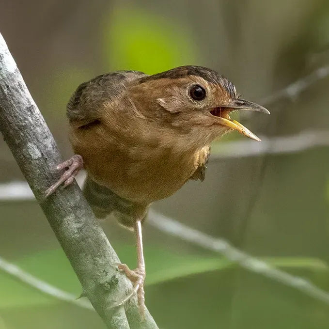 File:Pellorneum fuscocapillus 325087695 (cropped).jpg