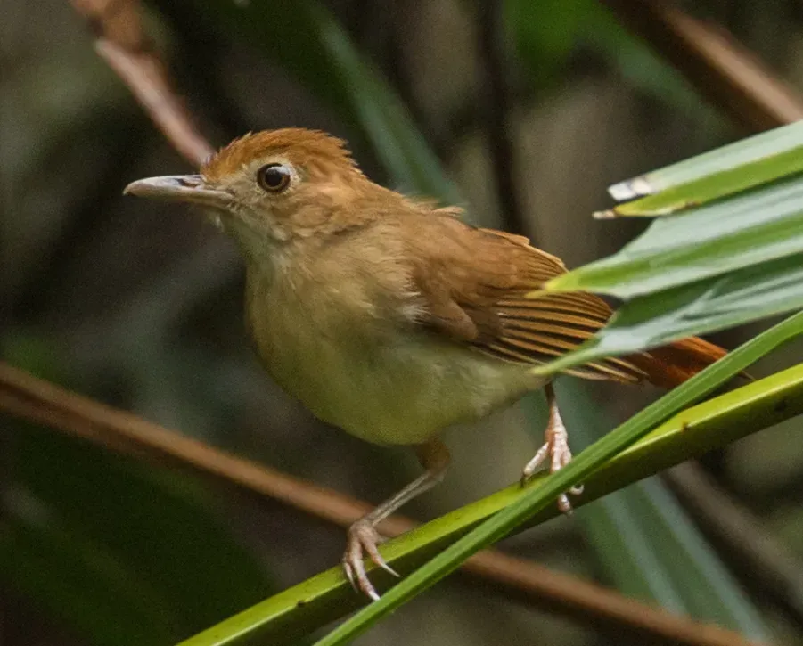 File:Pellorneum bicolor 127653153 (cropped).jpg