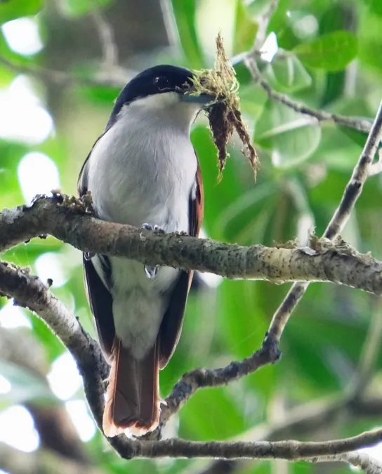 File:Schetba rufa 26436934, crop.jpg