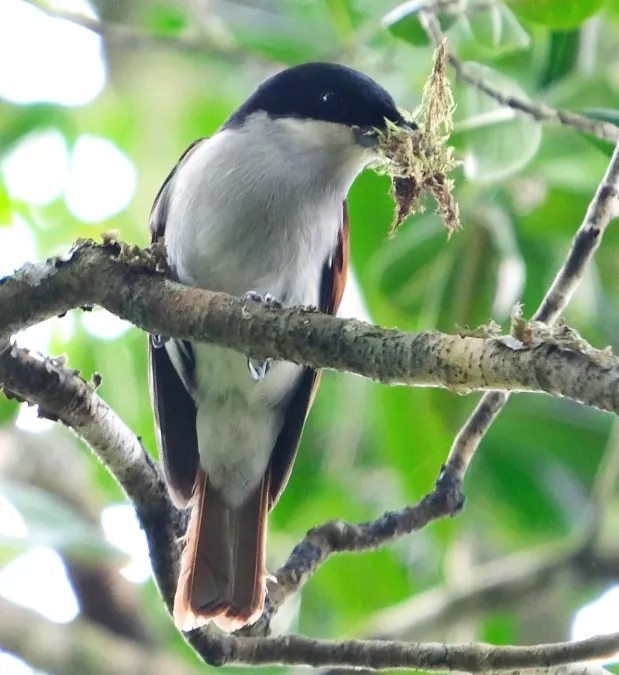 File:Schetba rufa 26436942, crop.jpg