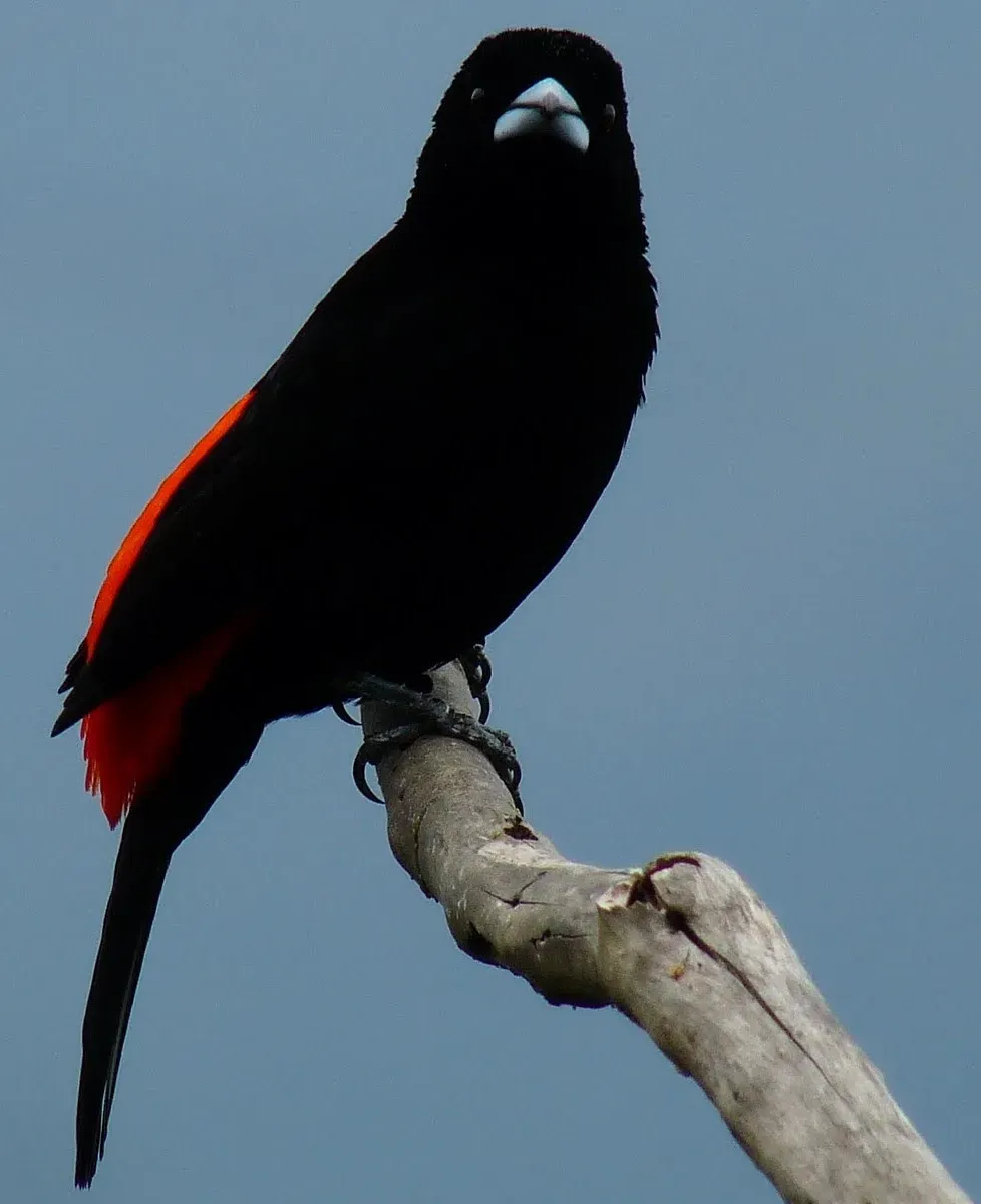 File:Flame-rumped Tanager (Ramphocelus flammigerus) male.jpg