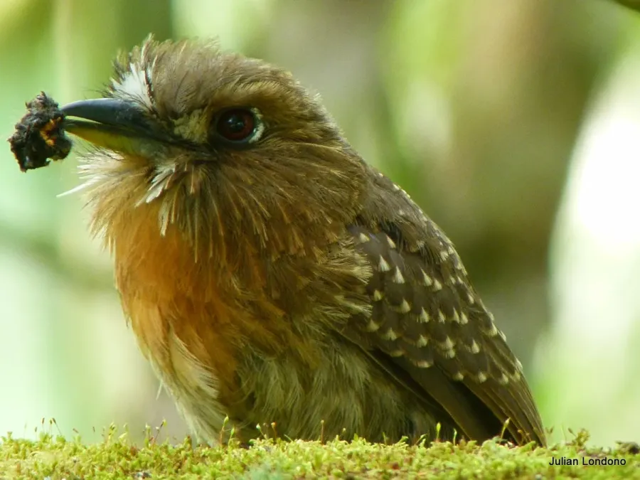 File:Moustached Puffbird (Malacoptila mystacalis).jpg