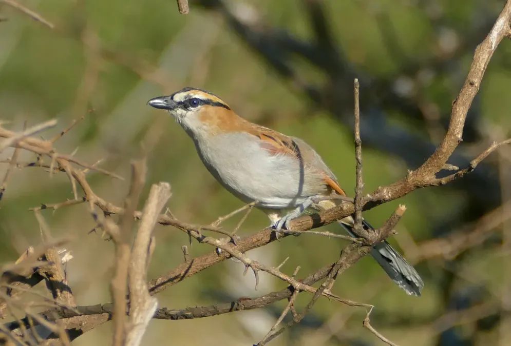 File:Brown-crowned Tchagra (Tchagra australis) just before taking off.jpg
