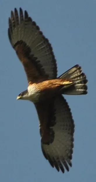 File:Lophotriorchis kienerii Coimbatore.jpg